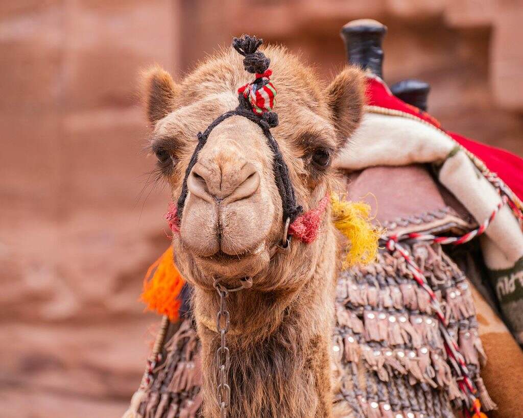 camel, petra, jordan-4987056.jpg