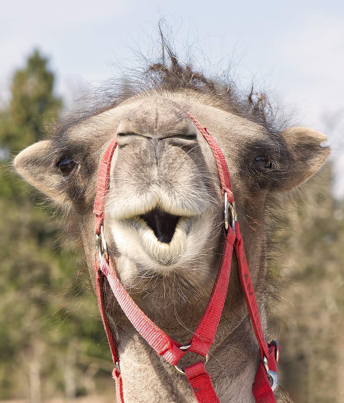 camel, animal photography, animal portrait-4115431.jpg