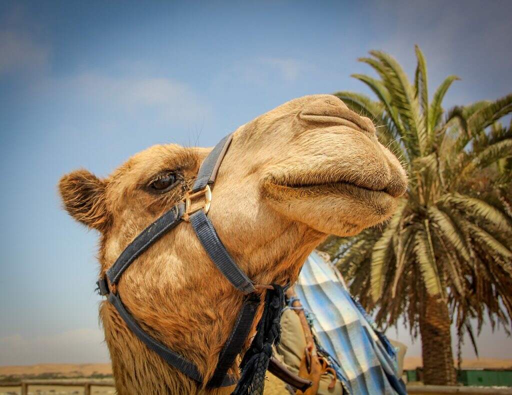 camel, namib desert, desert-4777614.jpg