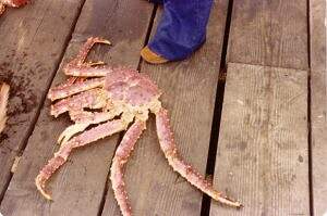 King Crab.JPG