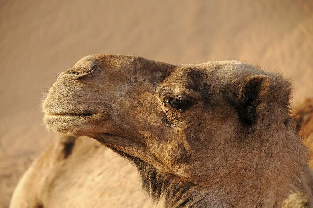 morocco, camel, desert-5271734.jpg