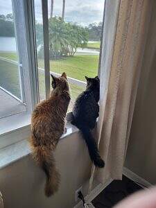 1 pic of the kitties.jpg