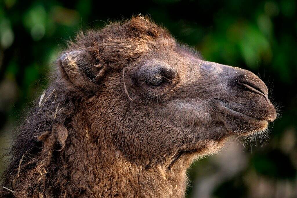 bactrian camel, camel, animal-7731688.jpg