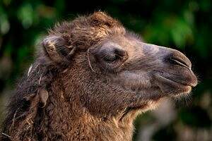 bactrian camel, camel, animal-7731688.jpg