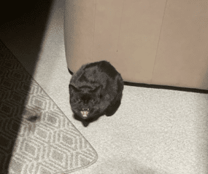 cat.png