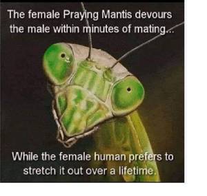 mantis.png