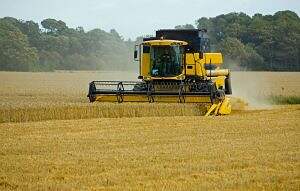 wheat, threshing, harvesting-317021.jpg