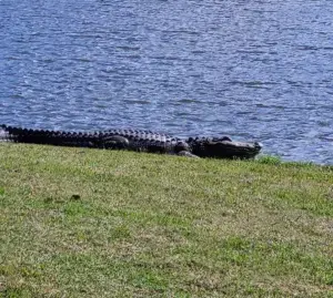 alligator