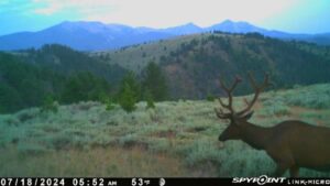 Spypoint_20240810_082002