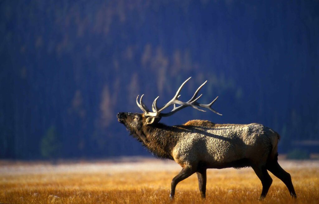bull-elk-bugling-in-the-gibbon-meadow-in-the-yellowstone-national-park-2426713522