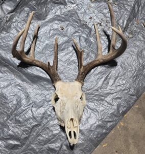 Screenshot-2024-11-13-133403