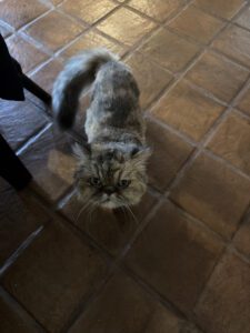 IMG_0546