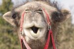 camel, animal photography, animal portrait-4115431.jpg